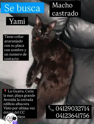 Yami