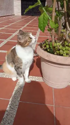 Julieta