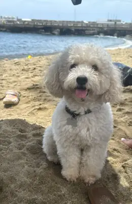 Perro perdido