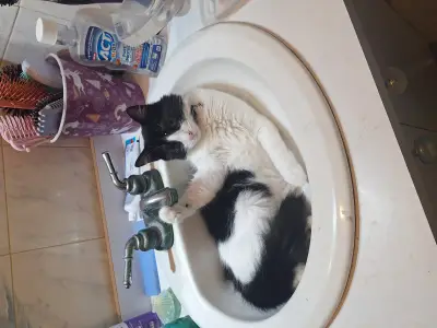 Coco