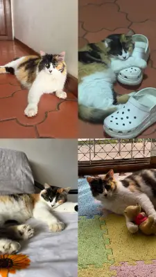 Estrella