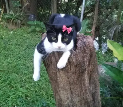 oreo