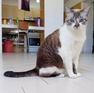 GALA