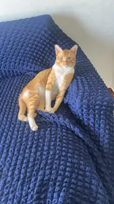 Simba