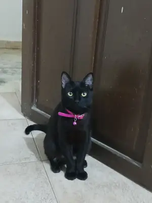 Caraota