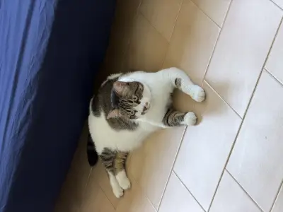 Gorda Luna  (tiene un collar morado con un moño)