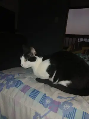 Kitty