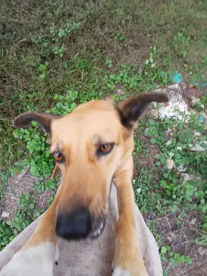 Canela — foto 4