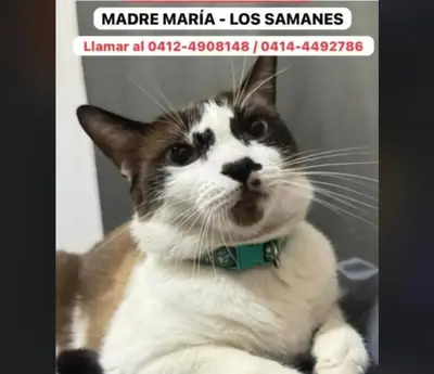 Gato perdido