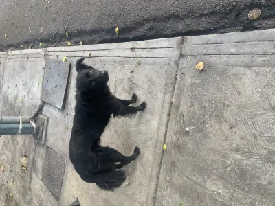 Perro perdido