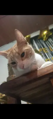 Garfield