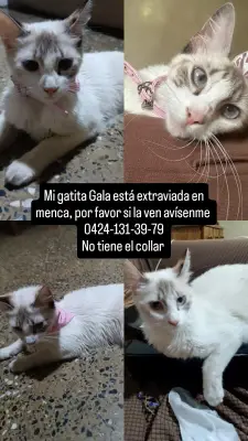 Gala