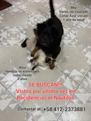 Perro perdido