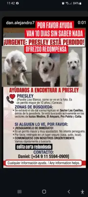 Presley — foto 2