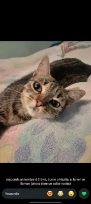 Travis