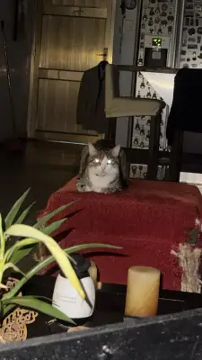 Merlin