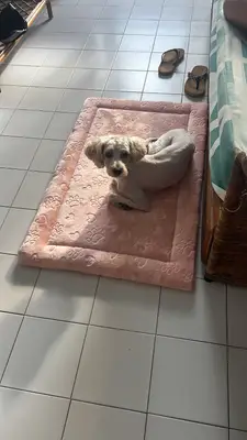Estrellita — foto 3