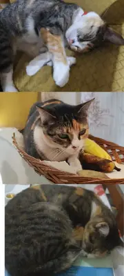 Nala (Gatita)