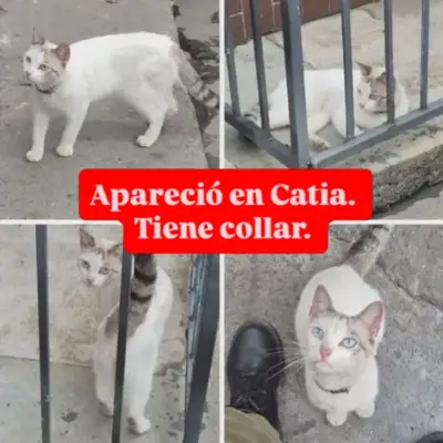 GATITO EXTRAVIADO