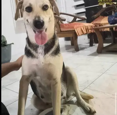Laika