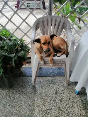 Canela