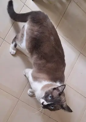 Tití