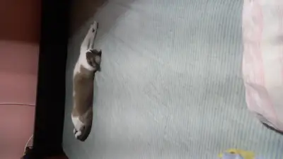 Pelusa  es una gata