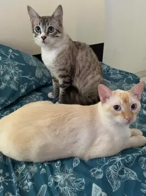 Rufino (naranja) Charlie (con rayas)