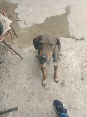 Canela — foto 2