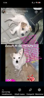 Oso