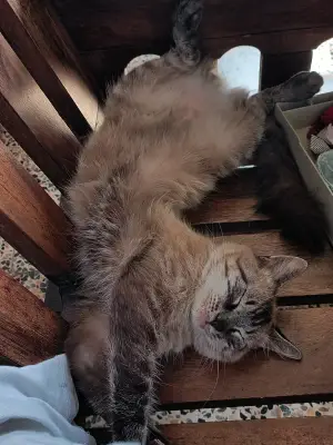 Chimuelo