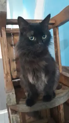 Gato