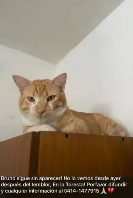 Bruno