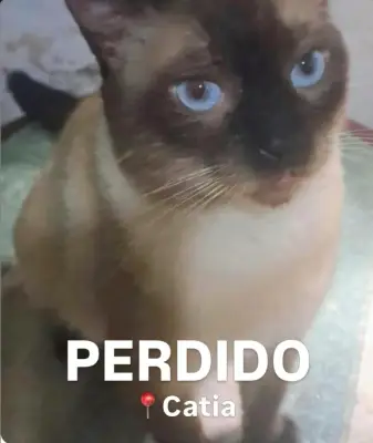 Rochi