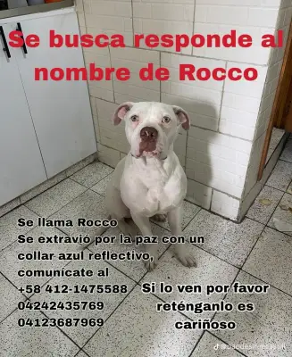 Rocco