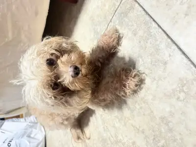 Perro perdido