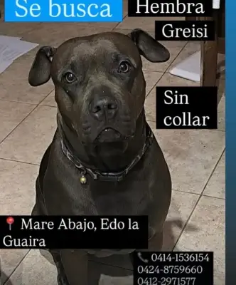 Greisi