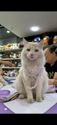 Figaro