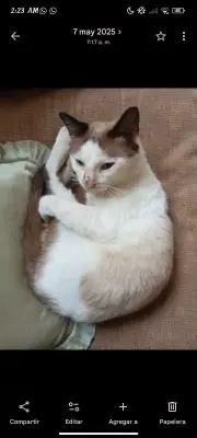 Panchito