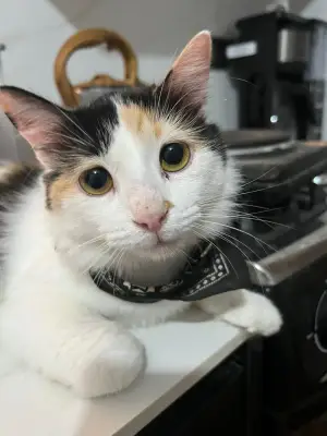 Elli