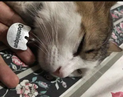 Dominique/Tito — foto 3