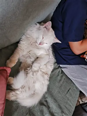 Copito