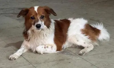 Thaison