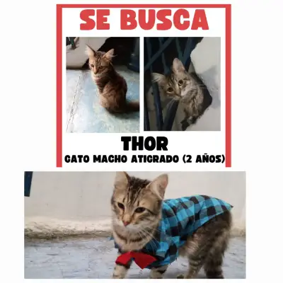 Thor