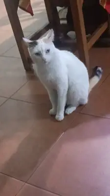 Copito (gata)
