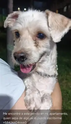 Perro perdido