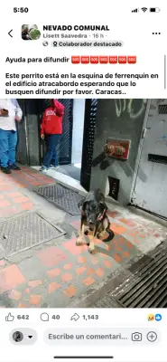 Perro perdido