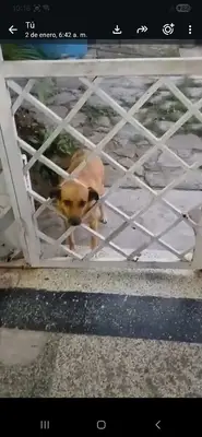 Canela — foto 2