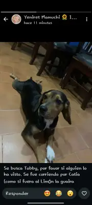Tobby