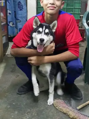 Perro perdido
